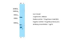 UNC45B Antibody, Novus Biologicals 100 &mu;L; Unconjugated:Antibodies,